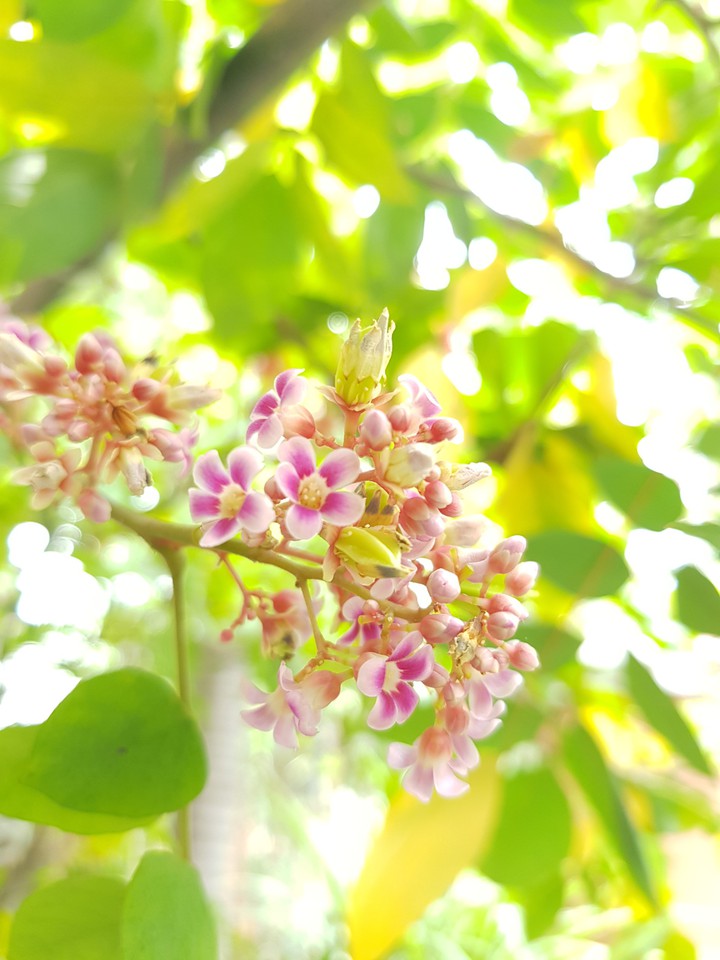 Hoa khế