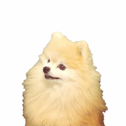 pomeranian, dog桌布