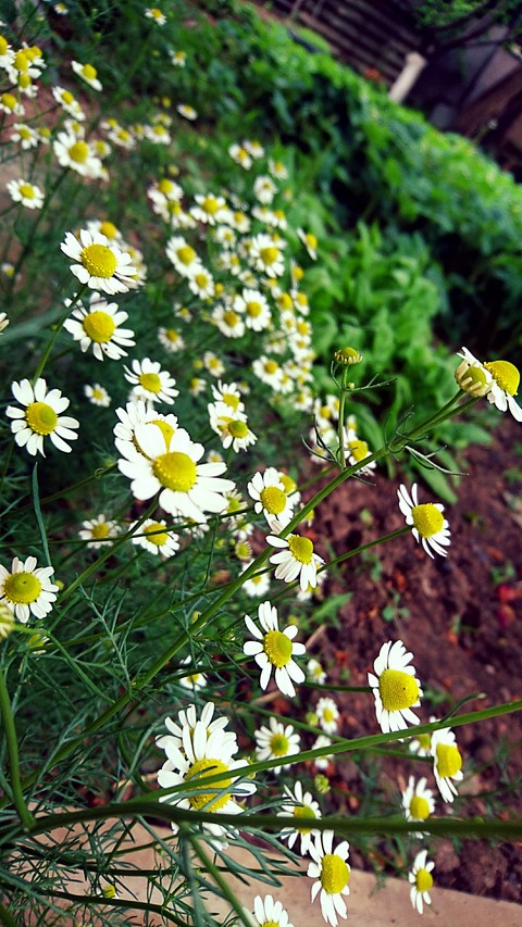 Camomile