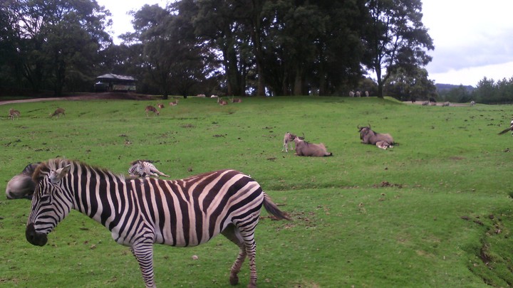 Zebras