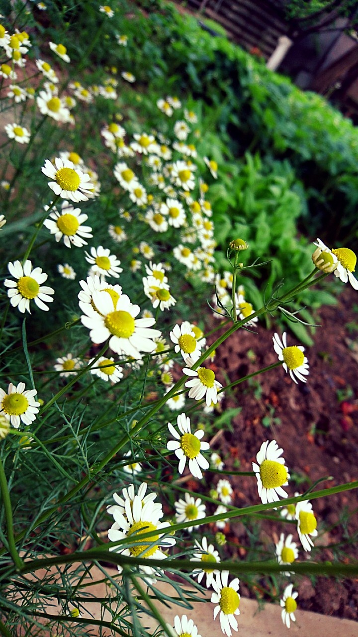 Camomile