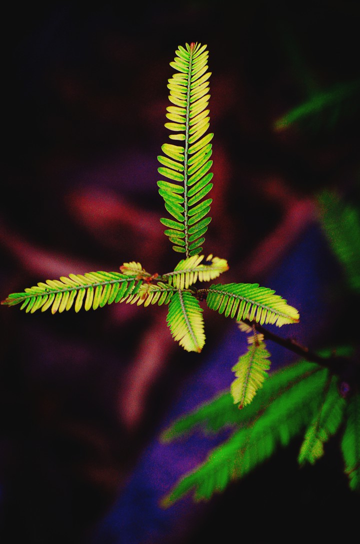 Leaf