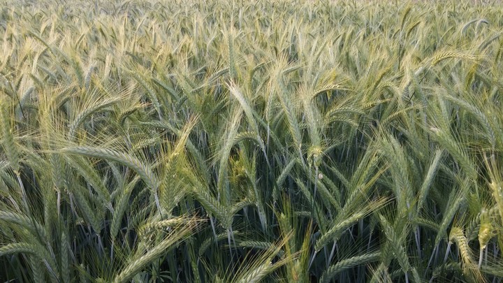 Wheat Vojvodina