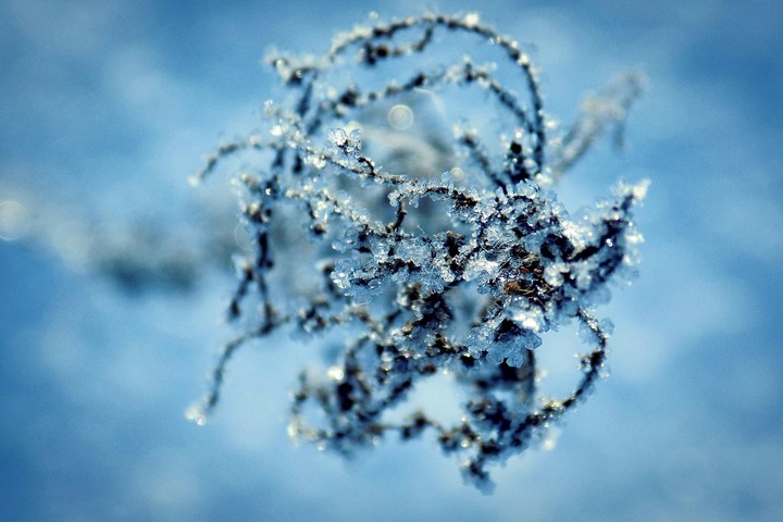 frozen