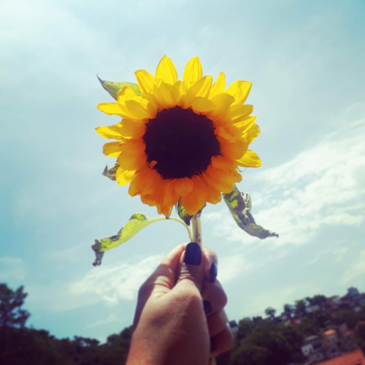 Yellow flower