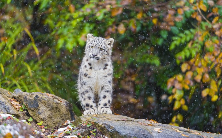 leopard
