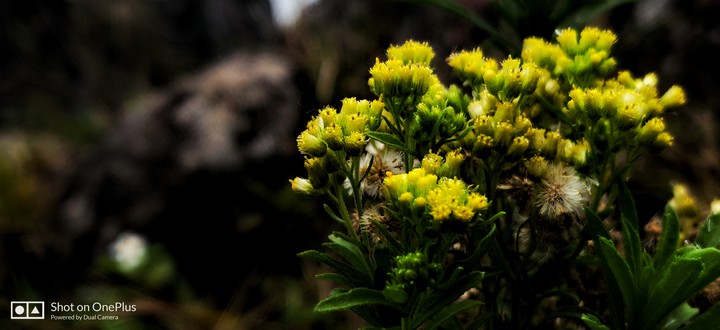 plant