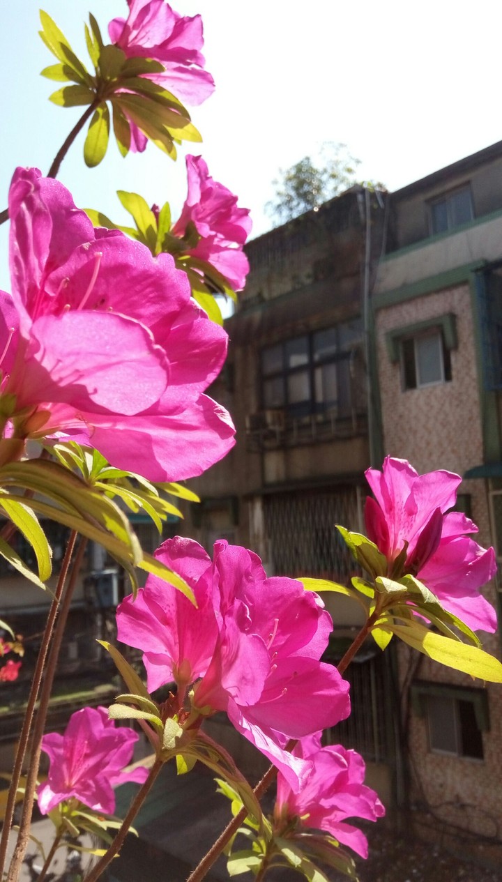 Rhododendron