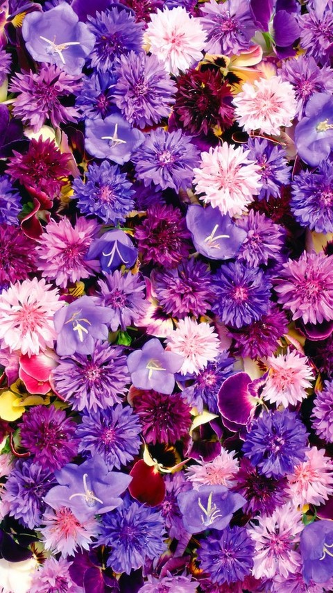 lavender flowers