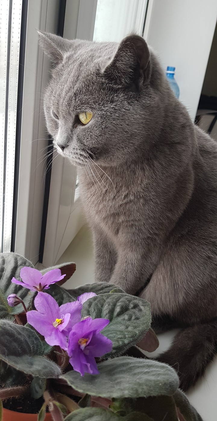 кошка cat