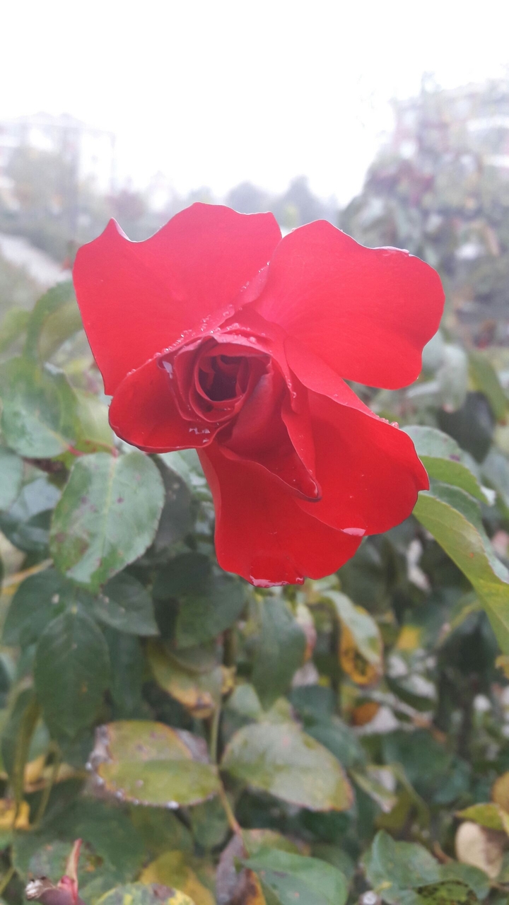 red rose