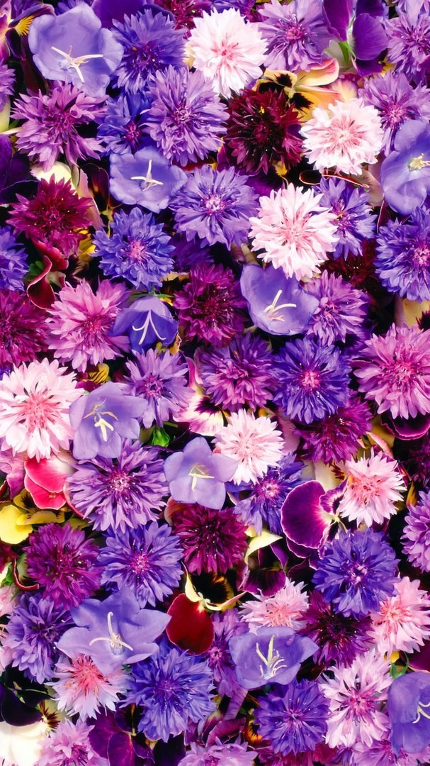 lavender flowers