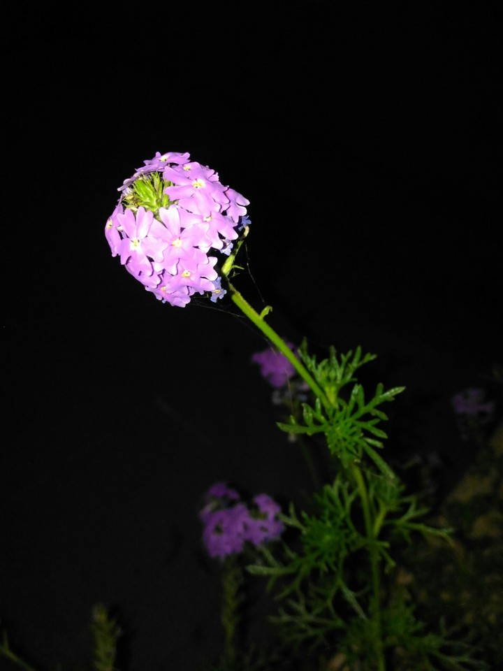 oblivious_nature