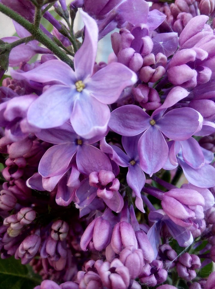 Lilacs
