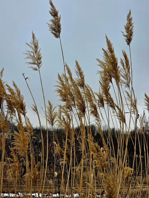 agriculture, Field háttérképek