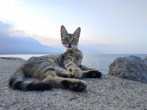 Turkey. Stone Cat.
