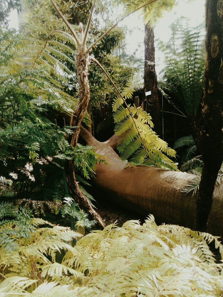 jungle