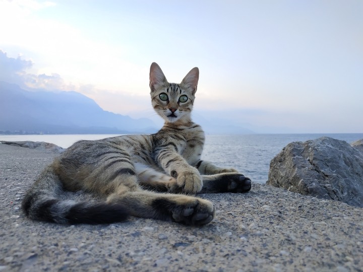 Turkey. Stone Cat.