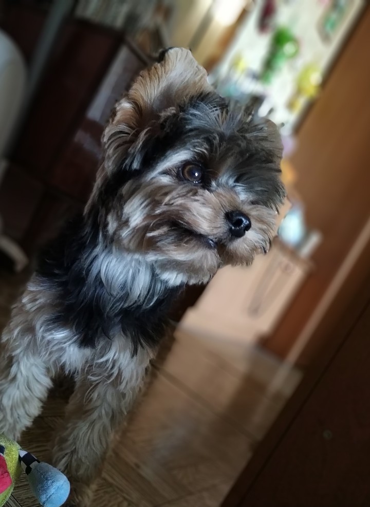 dog