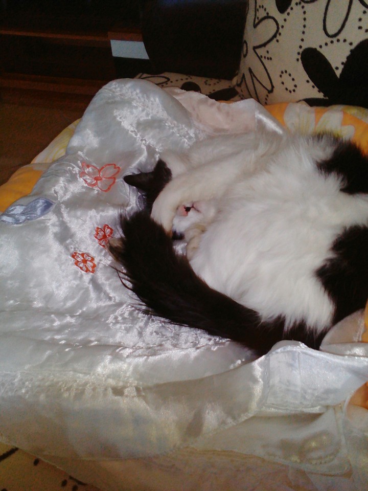 My cat