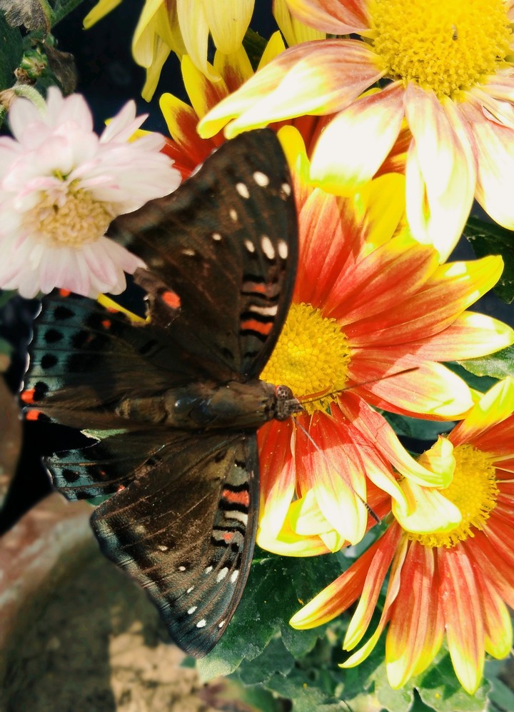 BUTTERFLY ON CHRYSANTHEMUM