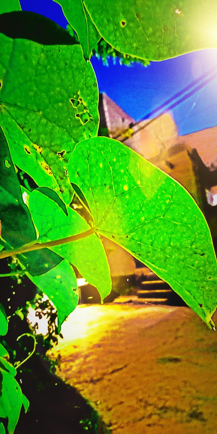 Nature Leaf