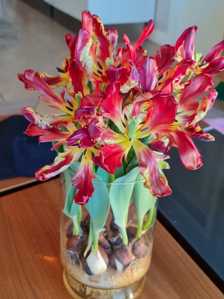 Tulipanes asombrosos