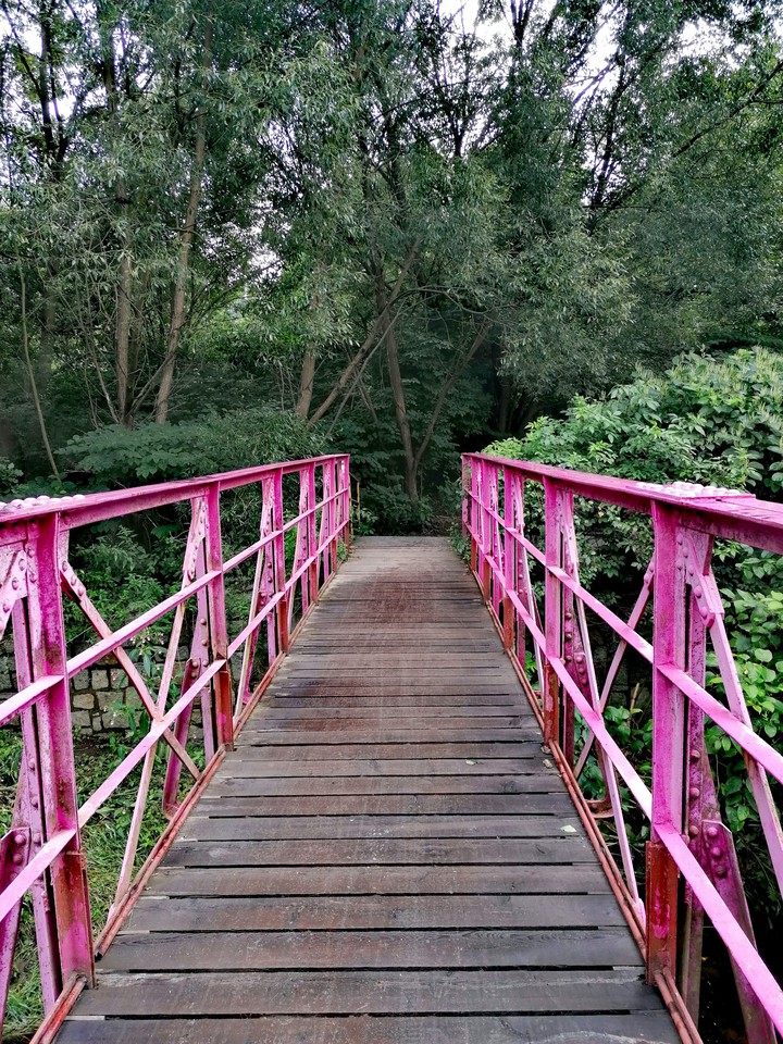 Forest Bridge