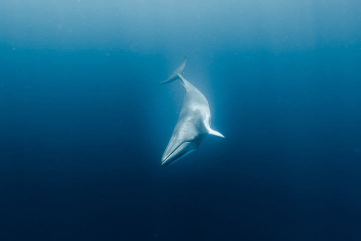 blue whale deep sea