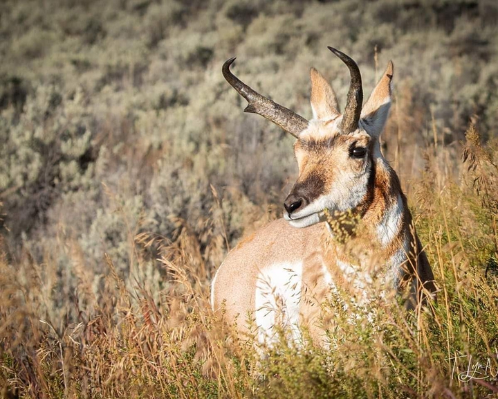Pronghorn