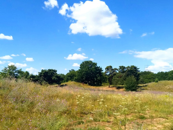 beautiful day on the heath 02