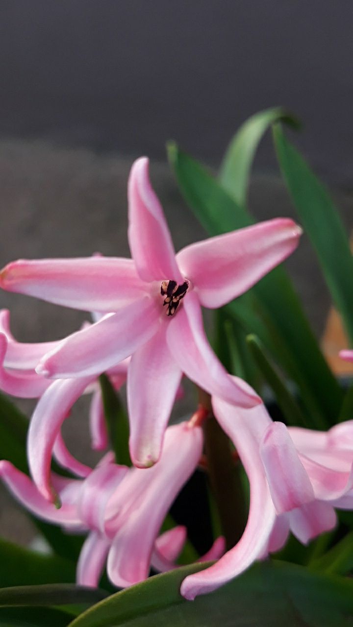 fleure