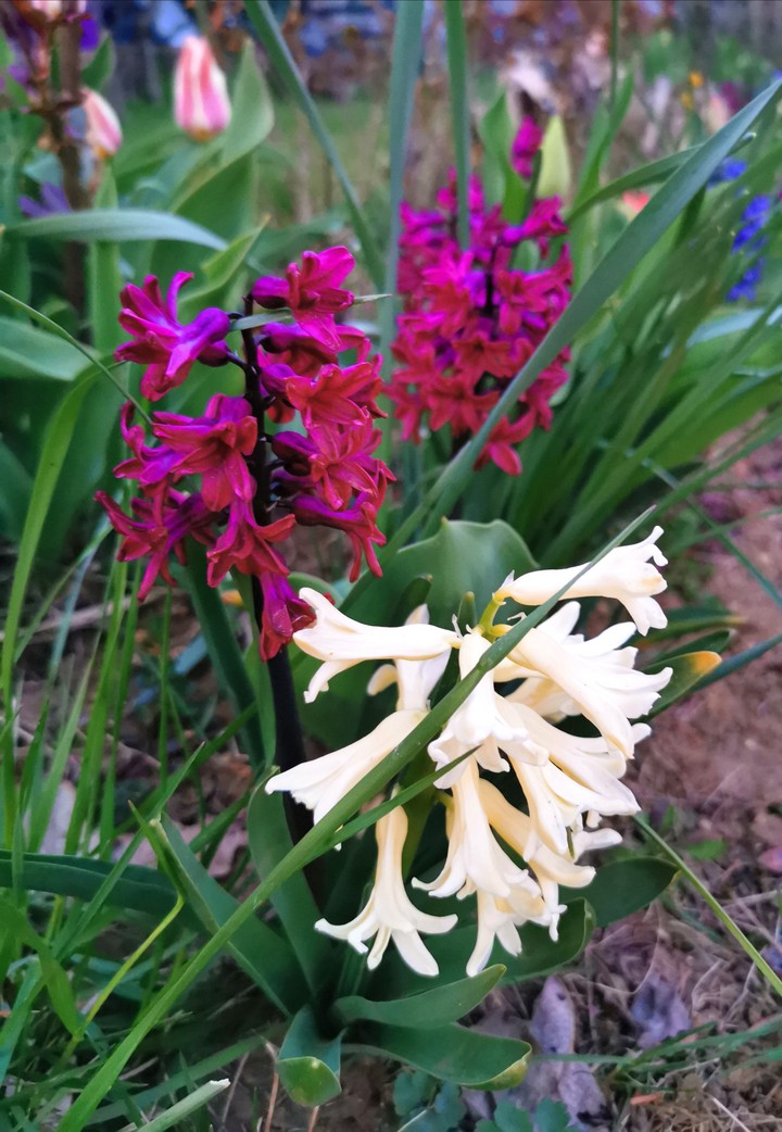 hyacinth