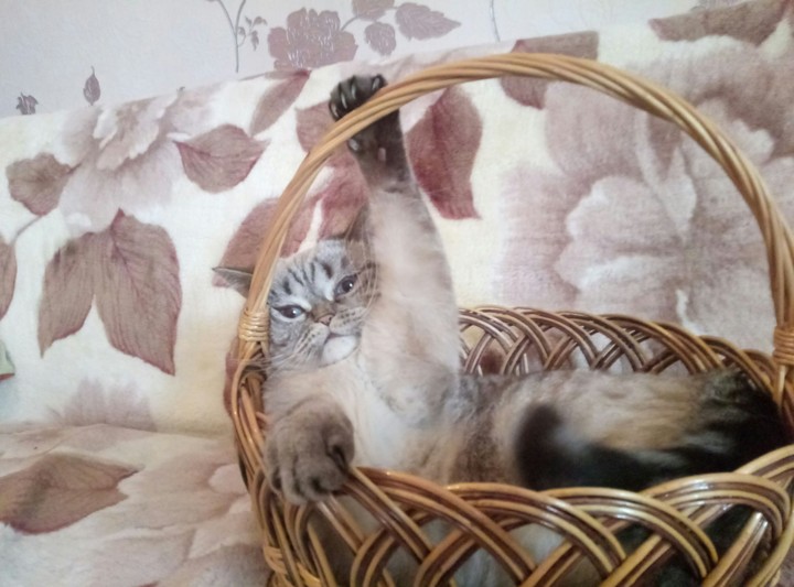 Кошка в лукошке