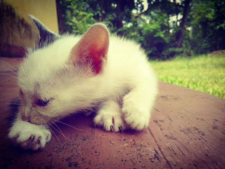 White kitten 