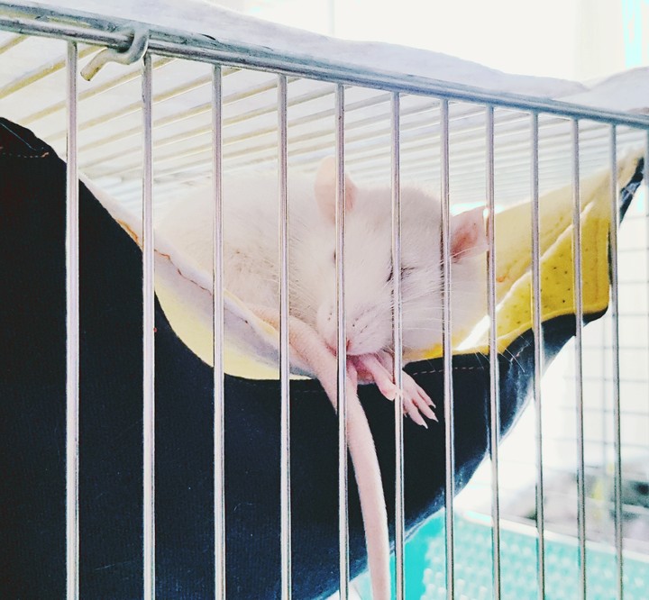 Лиза
