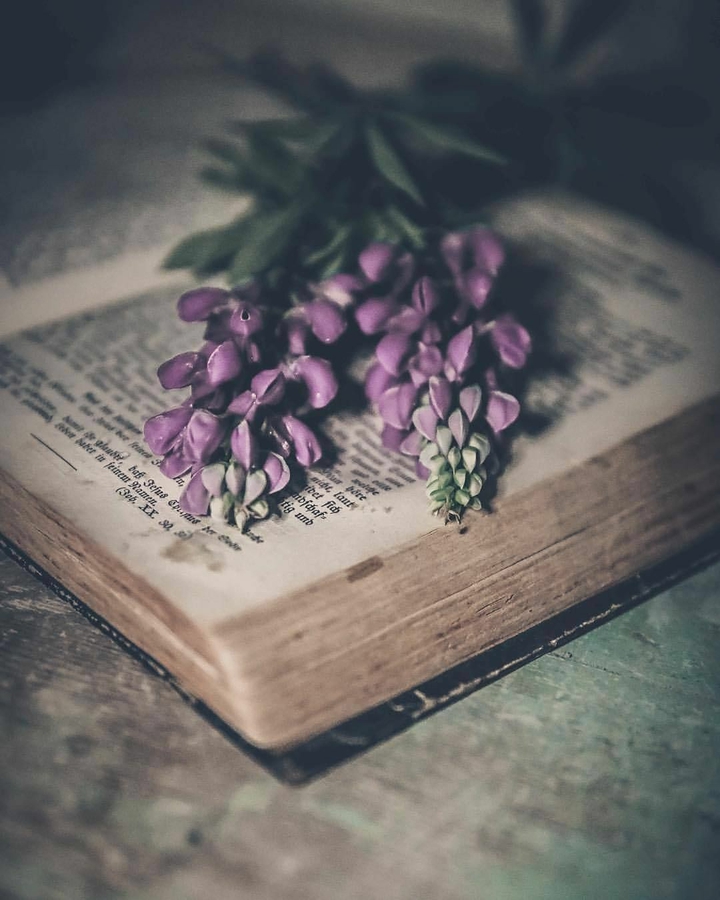 book / flowers || книга / цветы