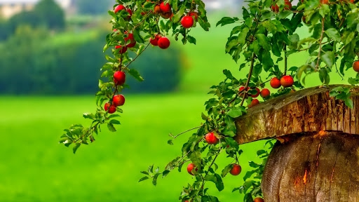 apple