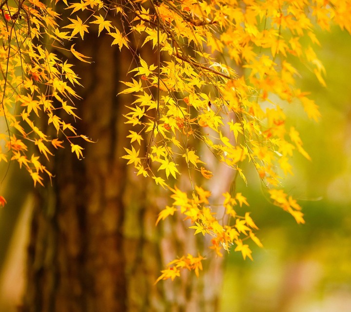 Nature
