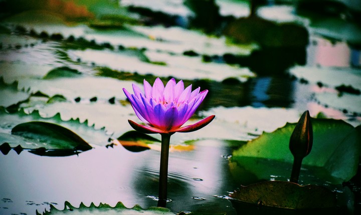 beauty of lotus while sunset