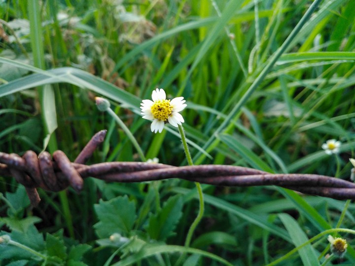 flower