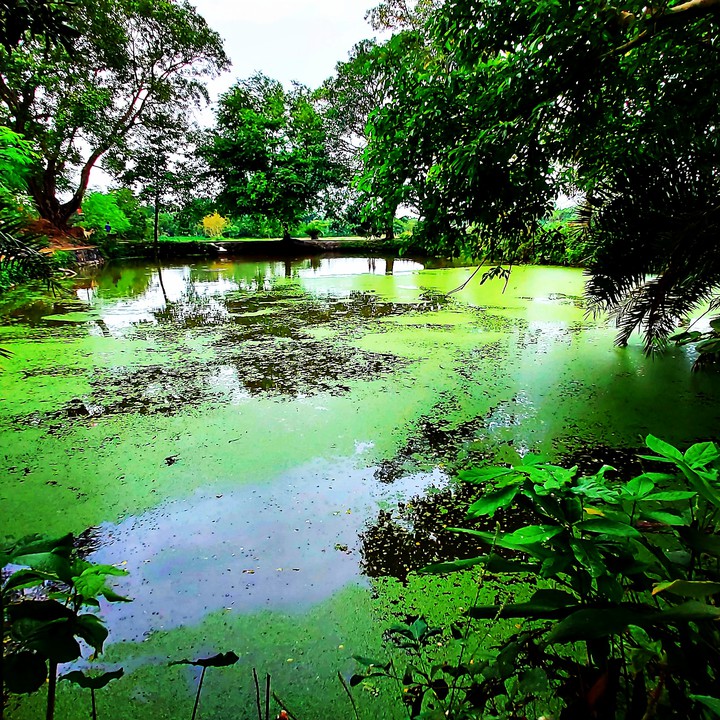 nature
