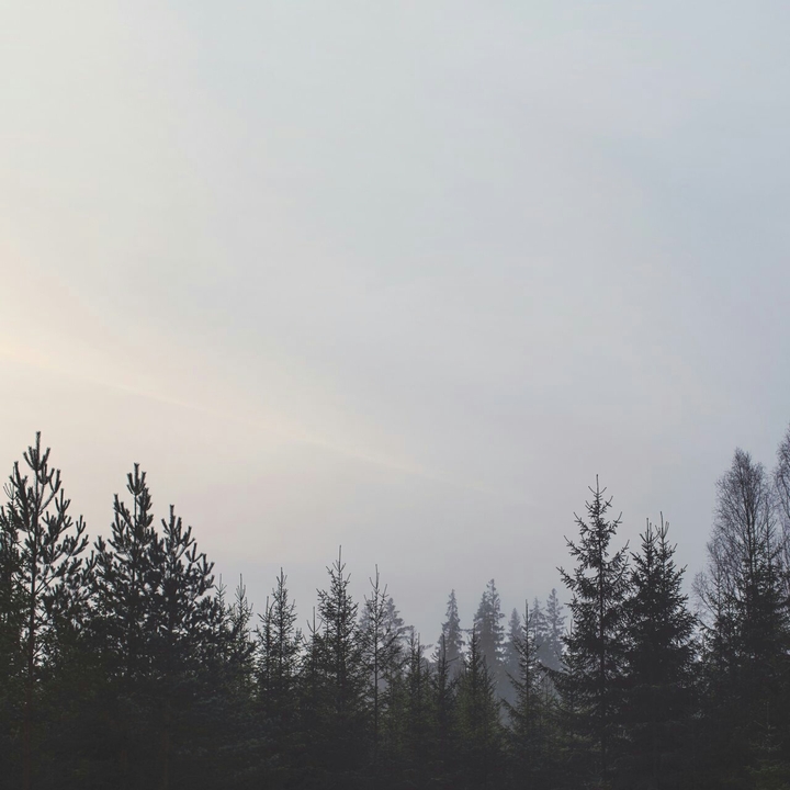 Pine tree