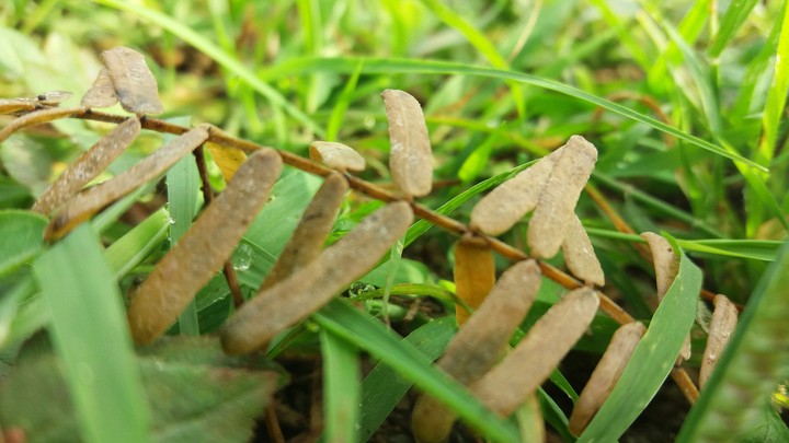 leaf