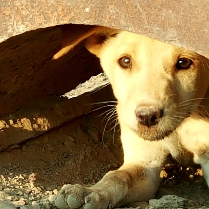 puppy