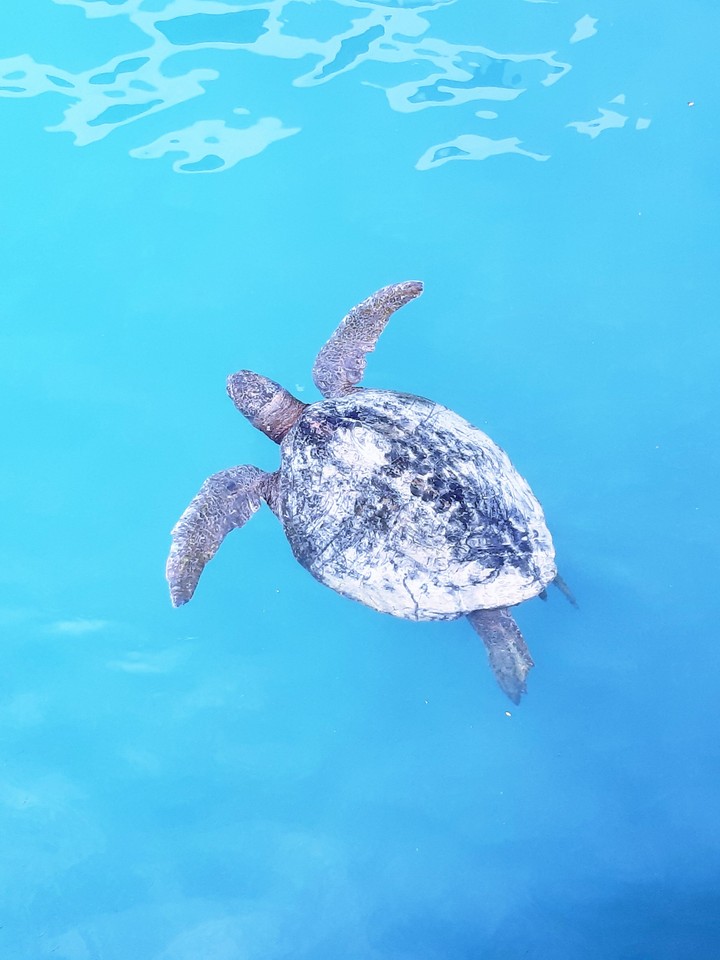 Turtle