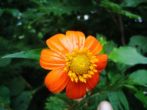muy naranja