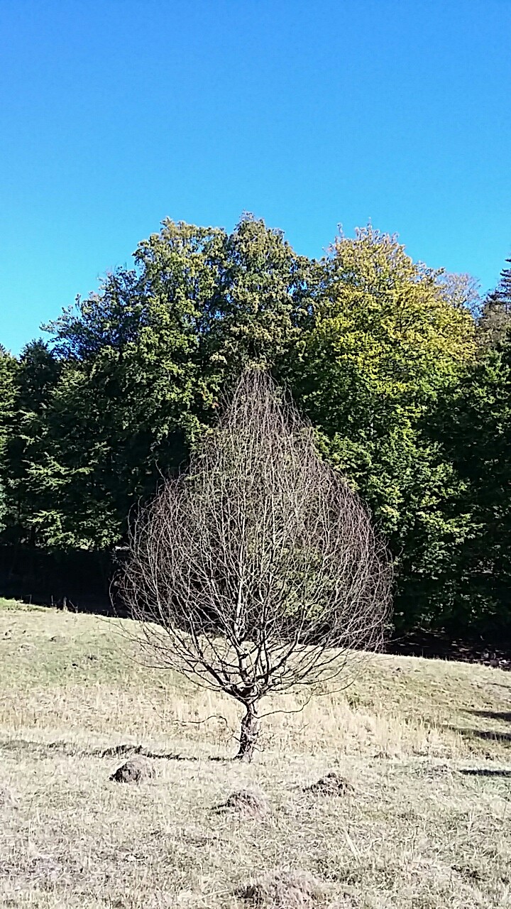 kahler Baum