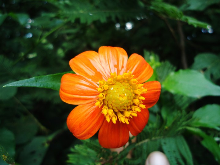 muy naranja