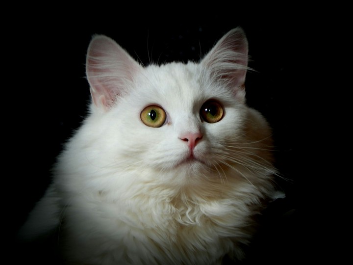 Ангорская кошка